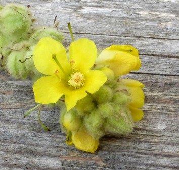 Königskerzenblüten | heimisches Räucherwerk