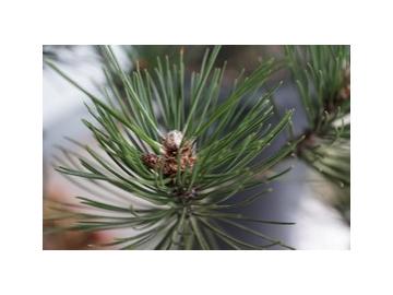 Kiefernadel ätherisches Öl - 10ml